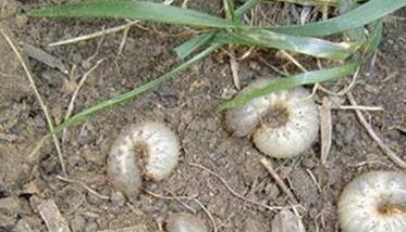 冬小麦地下害虫怎么防治 春季小麦地下害虫的防治