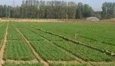 小麦早春病虫草害防治技术要点 小麦早春病虫草害防治技术要点有哪些