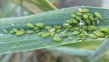 春季小麦易发病虫害防治技术 春季小麦病虫害防治措施
