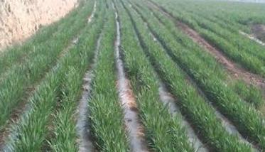确保旱地小麦稳产高产的四项关键技术简介