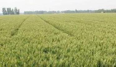 小麦中后期的田间管理技术意见 小麦后期管理技术意见