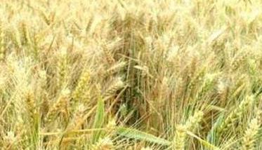 干热风对小麦的危害 干热风对小麦的危害蚂蚁庄园