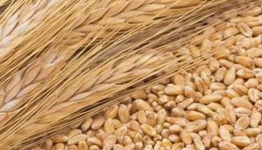 小麦播种期病虫防治技术建议 小麦苗期病虫害综合防治技术
