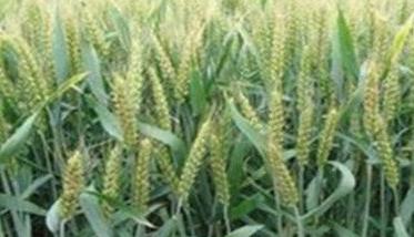 小麦后期水肥管理原则与管理技术要点