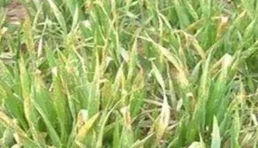 在没有灌溉条件下，小麦叶尖干死如何补救？