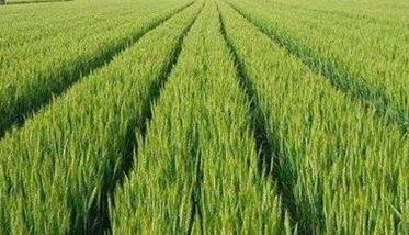 小麦为什么要喷锌肥 小麦为什么要喷锌肥呢