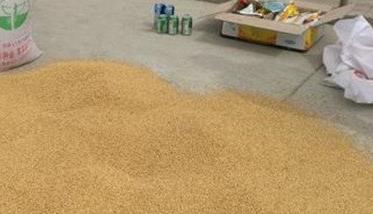 稻茬小麦免耕直播技术 小麦免耕套直播栽培技术