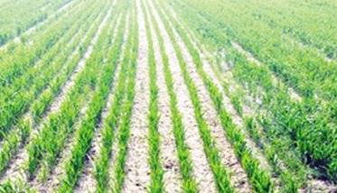 地太潮湿怎么种植小麦 盐碱地上怎样种好小麦