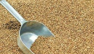 小麦用磷硼混合液浸种为什么能增产，怎样浸种