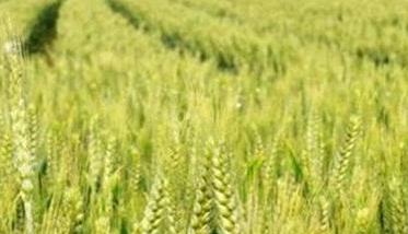小麦后期管理重点是哪四个方面 小麦后期管理重点是哪四个方面的问题