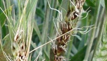 小麦散黑穗病的主要防治措施有哪些 小麦散黑穗病的病害发生途径