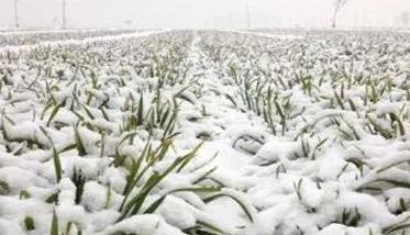 冬小麦防御低温冻害措施 冬小麦冰雪灾害的减轻措施
