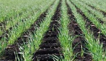 低温期小麦出苗慢的原因及解决办法（小麦低温多久发芽）