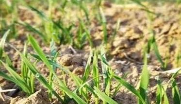 小麦常见病害及防治 当前小麦田间常见病害的防治