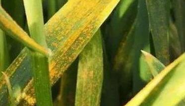小麦条锈病的防治措施 当前如何有效防治小麦条锈病