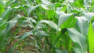 玉米空秆的发生原因及防治对策研究 玉米空秆的发生原因及防治对策
