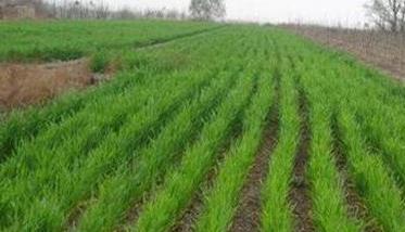 小麦精少量播种技术要点和操作规程简介