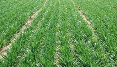 小麦的需肥规律和施肥技术 小麦的需肥量和需肥规律简介