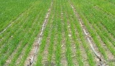 小麦抗旱高产栽培技术要点 小麦的高产技术要点