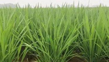 水稻分蘖期怎样进行田间管理 水稻分蘖期水肥管理特点