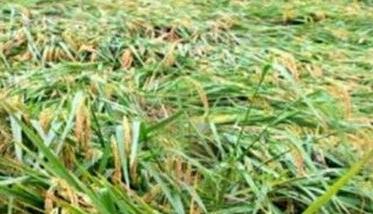 水稻倒伏的成因及防范措施 水稻抗倒伏的主要措施