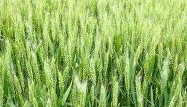 小麦 低温 低温推迟小麦生育进程