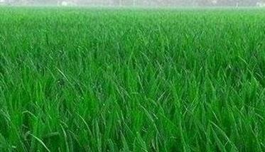 淮河地区小麦优质高产栽培技术 淮河流域什么时候种小麦何时