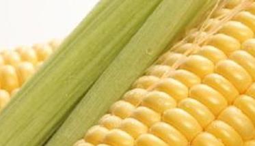 什么是玉米杂交种 什么是玉米杂交种子的特点