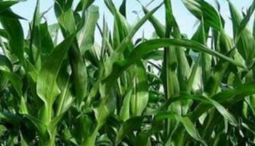 玉米穗期的管理目标