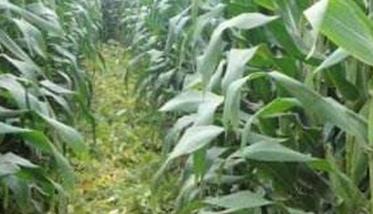 玉米间作套种的好处 玉米套种、间作技术的优缺点有哪些