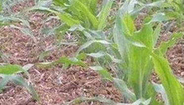 试述玉米高产种植对土壤及整地的基本要求 玉米高产田应具备怎样的土壤条件