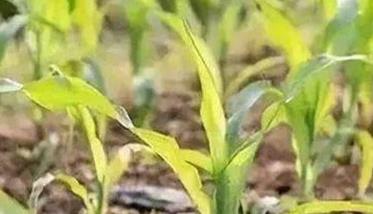 玉米发生黄苗的原因及防治方法 玉米发生黄苗的原因及防治方法是什么