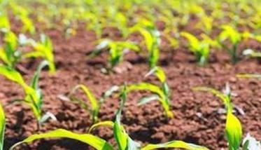 玉米苗期管理方法和应注意事项有哪些