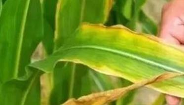 玉米缺少氮、磷、钾有什么症状，应当如何补救