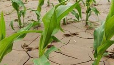 干旱对玉米生长发育有何影响