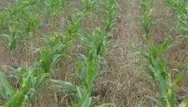 玉米除草的两种方式，玉米的化学除草方法