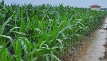 玉米丰产沟的建设方法，利用玉米丰产沟的好处