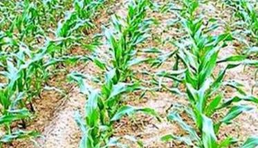 玉米播前整地和播种 玉米整齐度和一播全苗方法