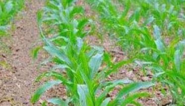 玉米的需肥特点 玉米需肥特点与施肥技术要点