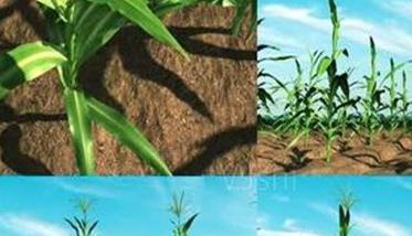 玉米生长有哪三个阶段 玉米生长的五个阶段