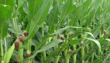 繁育玉米良种杂交种子品质检验 繁育玉米良种杂交种子品质检验报告