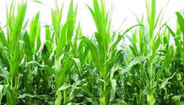 杂交玉米的自交系和品种介绍 自交系玉米品种有哪些
