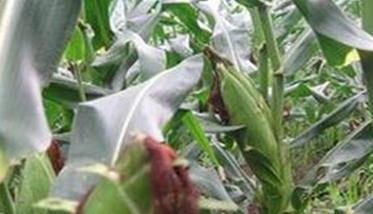 鲜食玉米高产栽培技术要点与方法、步骤
