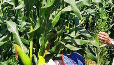 怎样掌握好鲜食玉米的采收期 生产鲜食玉米的采收适期