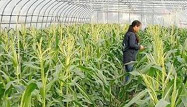 早熟甜玉米的栽培技术要点 甜玉米栽培技术和管理