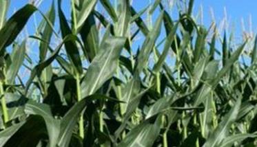紧凑型玉米的高产栽培技术要点 紧凑型玉米的高产栽培技术要点有哪些