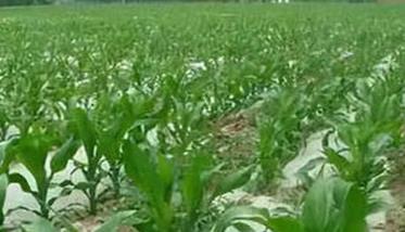 玉米旱作节水栽培方法 玉米节水灌溉技术