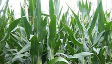 促进晚熟玉米增产的三个方法与措施（玉米晚收增产技术）