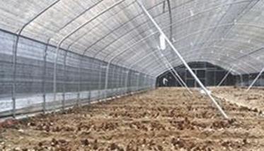 种植羊肚菌的大棚怎样建 未来10大暴利养殖