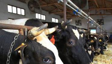 氨化饲料的制作方法和流程 用氨化饲料饲喂家畜需要注意什么